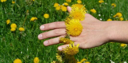 Ein Frau hält auf einer Wiese Löwenzahn in der Hand