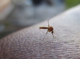 Was gegen Mücken hilft