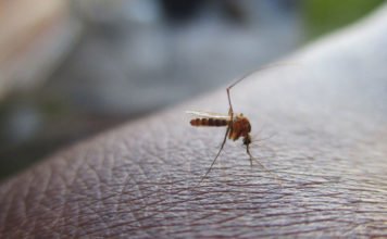 Was gegen Mücken hilft