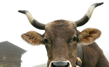 Die Kuh, die Milch und das Horn Horn Kuh Milch