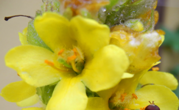 Des Königs Kerze – die Königskerze Königskerze - die Königs Kerze