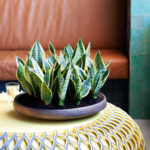 Bogenhanf ist die Zimmerpflanze im Monat August