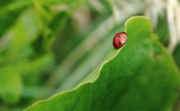 Grün ist das Leben und die wichtigste Heilfarbe Bedeutung der Farben: Grün ist das Leben