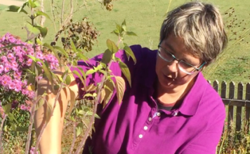 Gewürzkräuter überwintern