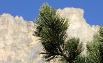 Zirbenholz schenkt uns Wohlbefinden und Gesundheit Zierbelkiefer für Zirbenholz