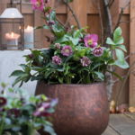 Die Lenzrose ist ein Hingucker im winterlichen Garten