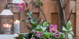 Die Lenzrose ist ein Hingucker im winterlichen Garten
