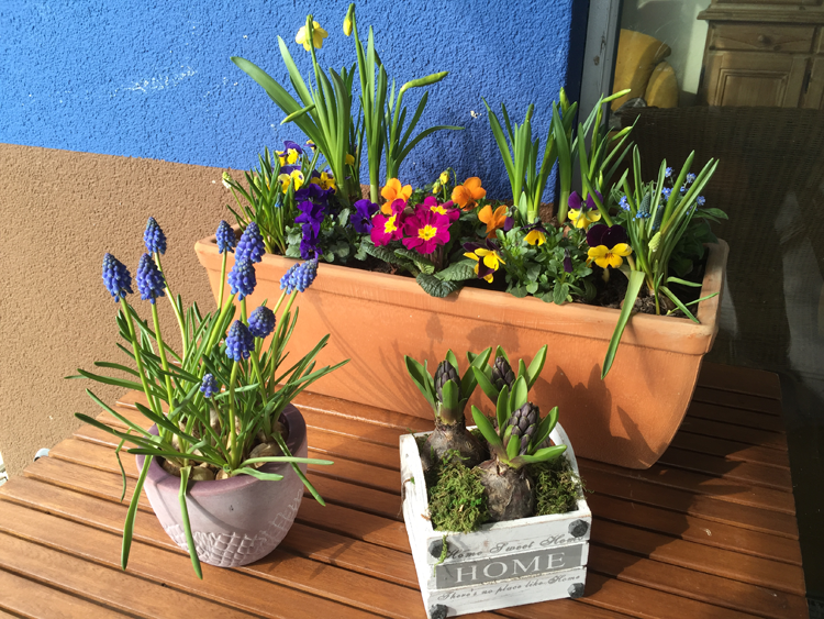Auswahl von Frühlings-Blumenkästen