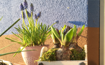 Frühlings-Blumenkasten bepflanzen