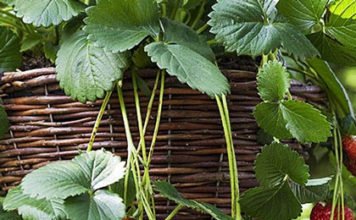 Hängeerdbeeren pflanzen