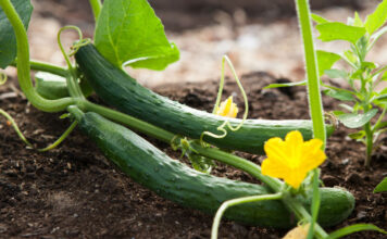 Die Gurke – eine Allrounderin unter den Gemüsesorten Zwei Gurken im Gemüsegarten mit gelber Bläte