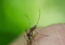 Was hilft gegen die Mückenplage