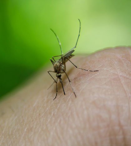 Was hilft gegen die Mückenplage