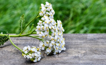 eine schafgarbe auf dem tisch