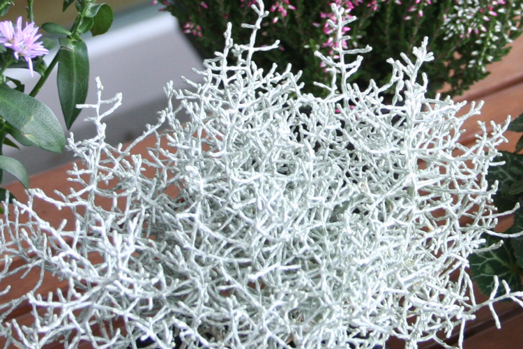 Stacheldrahtpflanze - Silberkörbchen