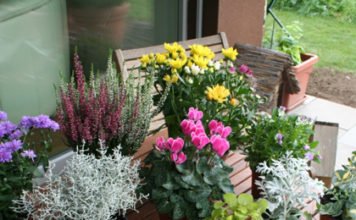 Die Zeit ist reif: Herbstblumenkasten bepflanzen Pflanzenauswahl für den Herbstblumenkasten