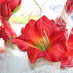 Amaryllis - der Ritterstern macht Vorfreude auf Weihnachten