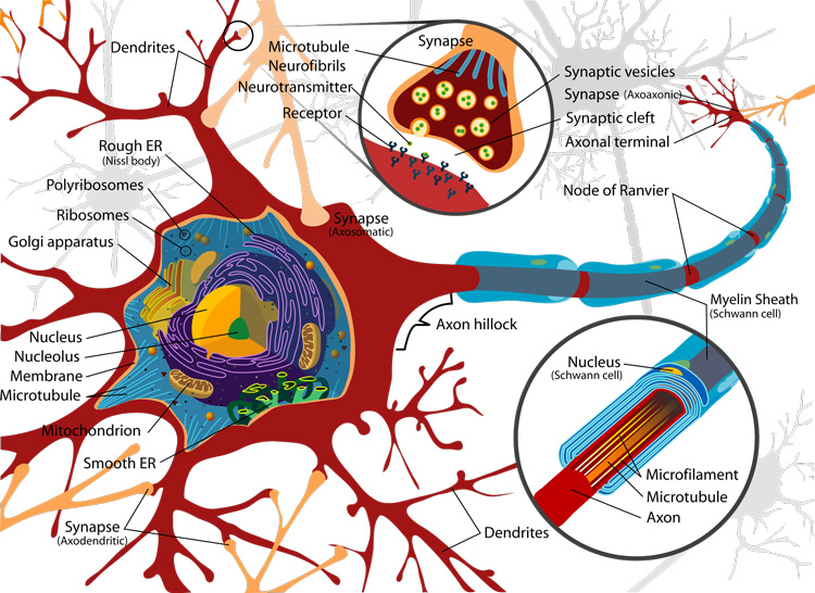 Nervenzellen