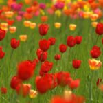 Tulpen sind die Frühlingsvorboten