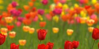 Tulpen sind die Frühlingsvorboten