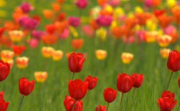 Tulpen sind die Frühlingsvorboten