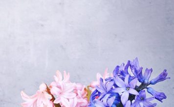 hyazinthe-dekorieren