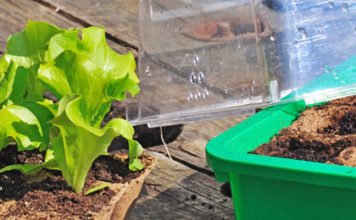 Die Saison der Blattsalate hat begonnen Blattsalate aussäen