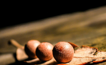 Vegetarische Proteine – die Multitalente für unser Leben Vegetarische Proteine