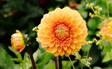 Kaum eine Gartenpflanze kann mit einer solchen Vielfalt an Formen und Farben aufwarten wie die Dahlien.