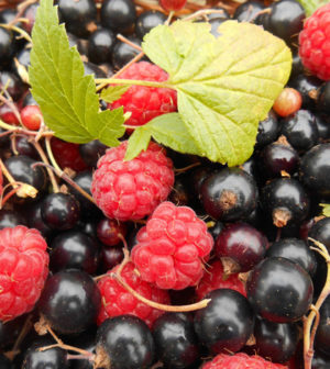 Regionale Superfoods aus dem heimischen Garten