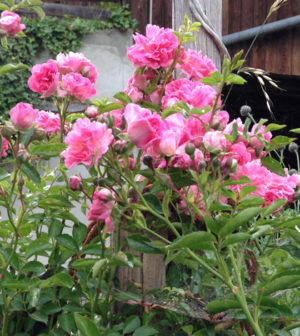 Rose - die Königin der Blumen