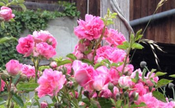 Rose - die Königin der Blumen