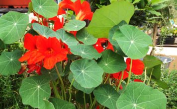 Essbare Blüte - Kaputzinerkresse