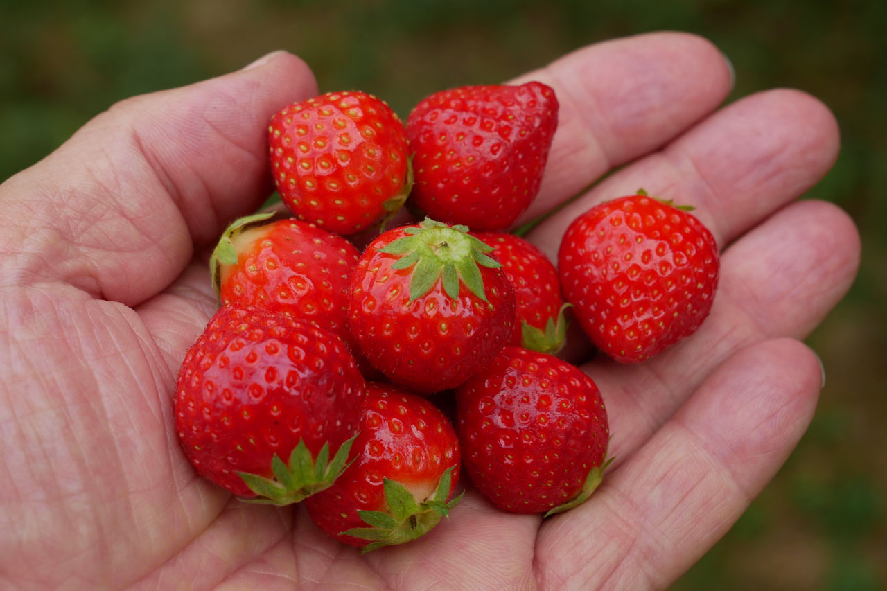 Frische Erdbeeren in der Hand