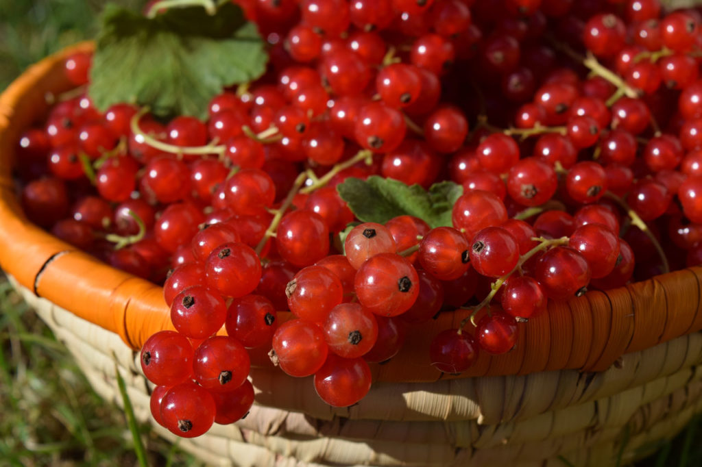 Wie man Johannisbeeren wieder zum Leben erweckt myPfadFinder