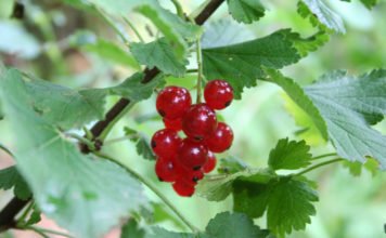 Johannisbeeren - süss-saure Köstlichkeiten