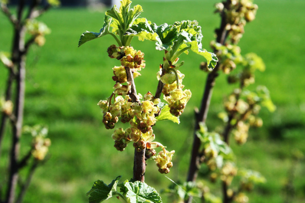 Wie man Johannisbeeren wieder zum Leben erweckt myPfadFinder