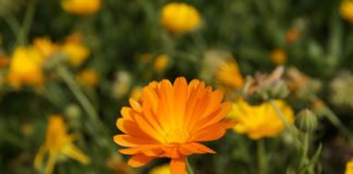 Ringelblume - Sonnenbraut im eigenen Garten