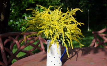 Goldrute, das pflanzliche Nierenmittel