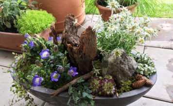 Alpiner Steingarten im Topf