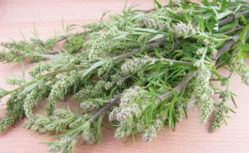 Beifuß – ein starkes Kraut (nicht nur) für Frauen Beifuß - das starke Kraut nicht nur für Frauen