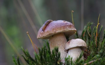 Beim Pilze sammeln kein Risiko eingehen: Die wichtigsten Tipps Beim Pilze sammeln ist Vorsicht geboten