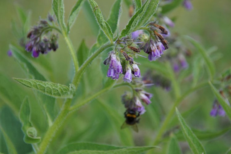 Beinwell Blüten