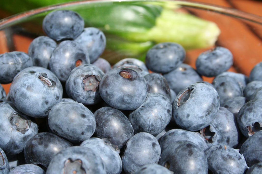 Heidelbeeren auf der Terrasse oder Balkon urban anbauen myPfadFinder