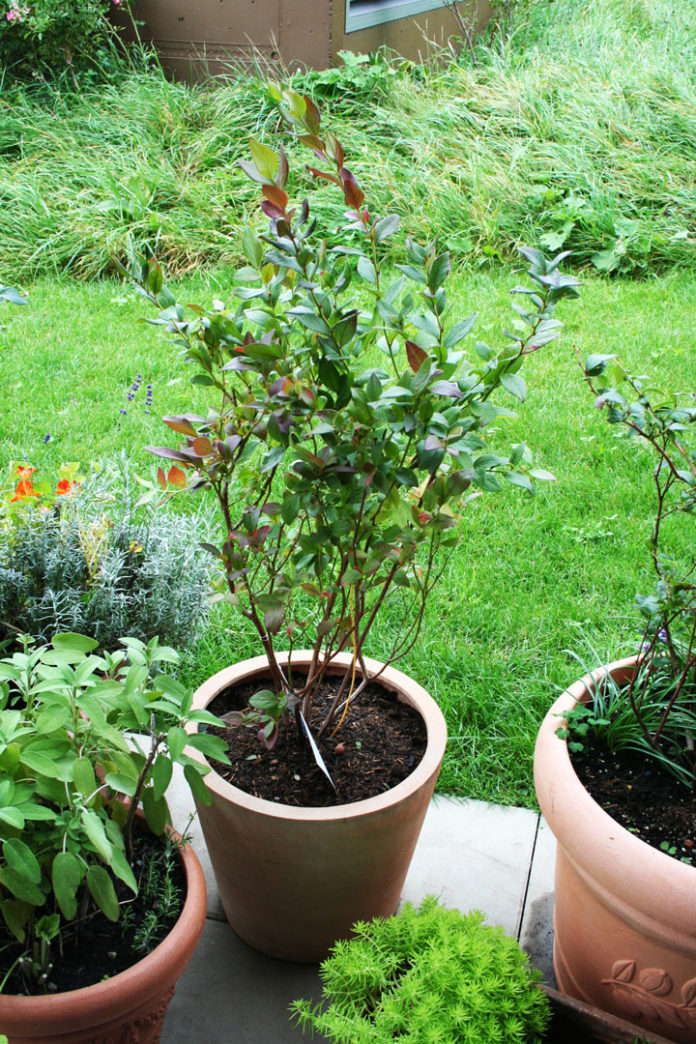 Heidelbeeren auf der Terrasse oder Balkon urban anbauen myPfadFinder