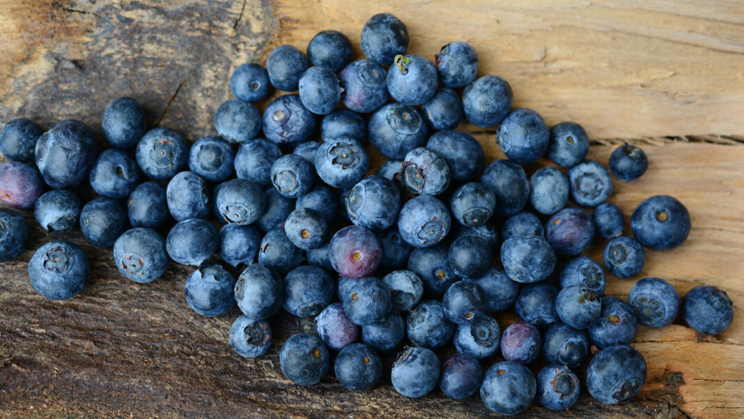 Heidelbeeren auf der Terrasse oder Balkon urban anbauen myPfadFinder
