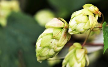 Da ist Hopfen und Malz verloren – oder doch nicht? Hopfen am Strauch vor der Ernte