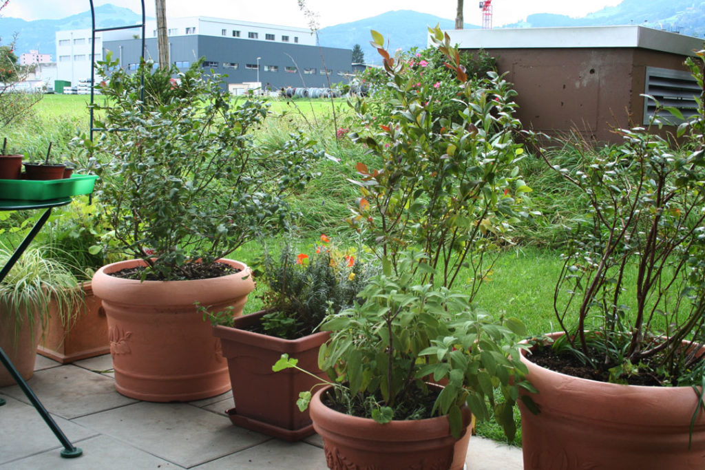 Heidelbeeren auf der Terrasse oder Balkon urban anbauen myPfadFinder