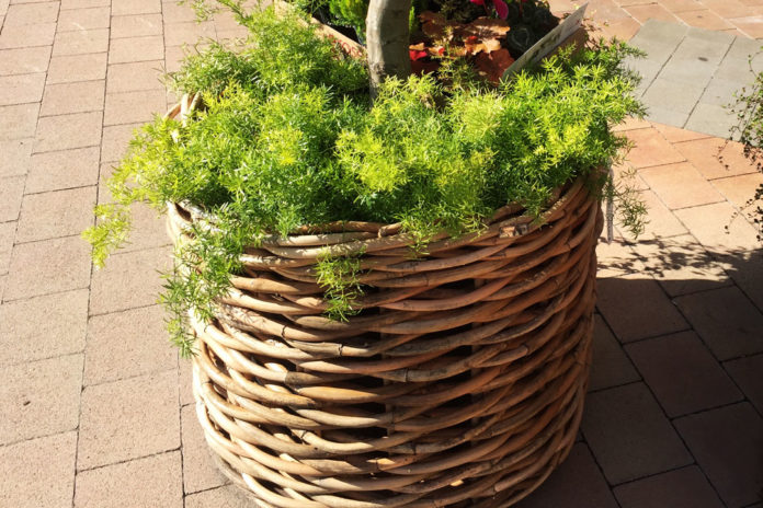 Topfpflanzen und Balkonkasten herbstlich arrangieren myPfadFinder