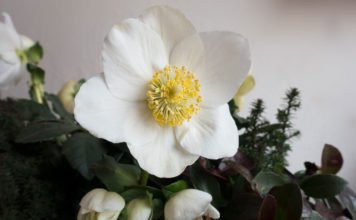 Blühende Blüte einer Christrose